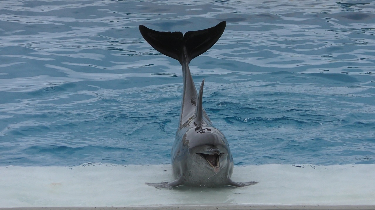 Indian ocean bottlenose dolphin