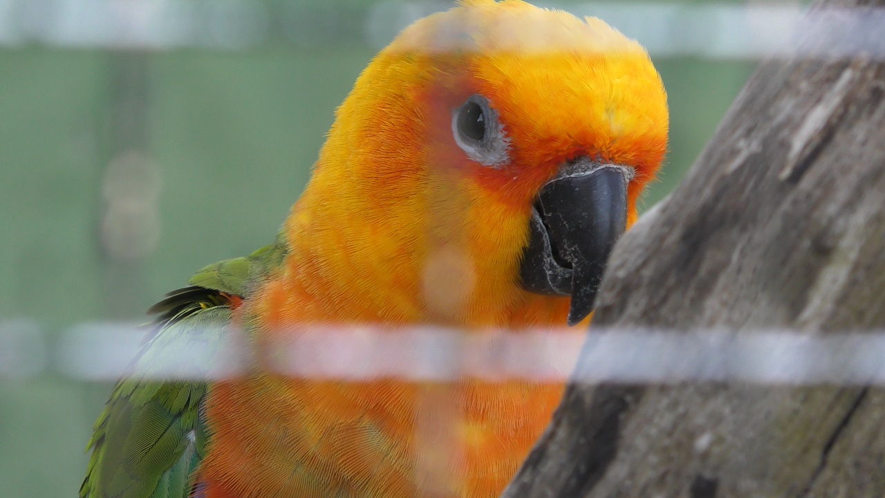 ナナイロメキシコインコ