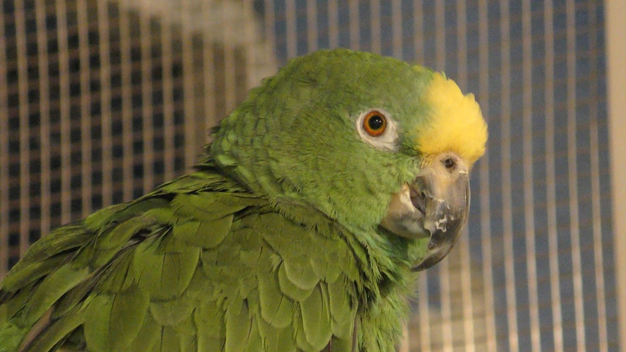 パナマボウシインコ