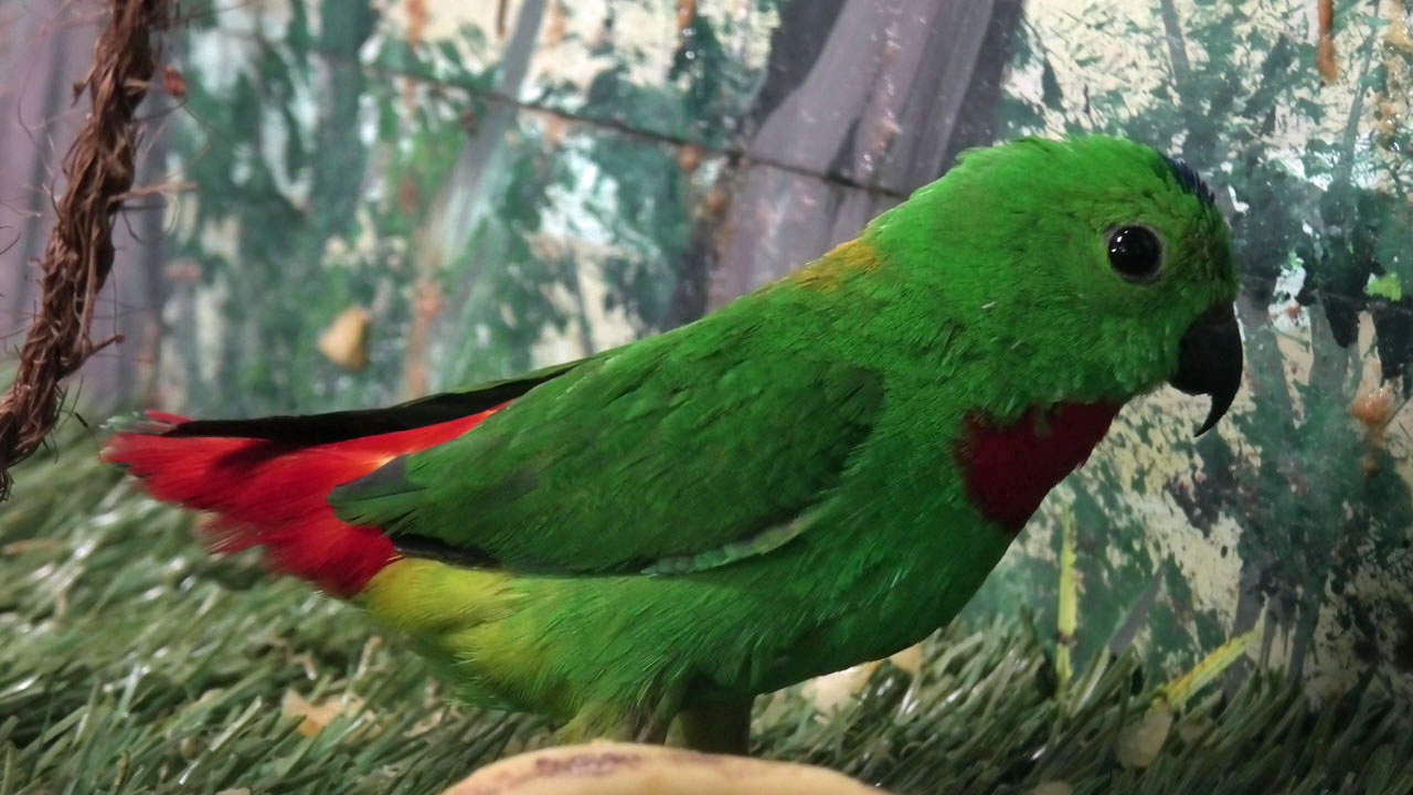 Blue-crowned hanging parrot