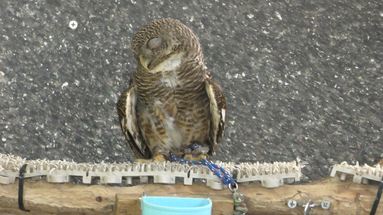 オオスズメフクロウ