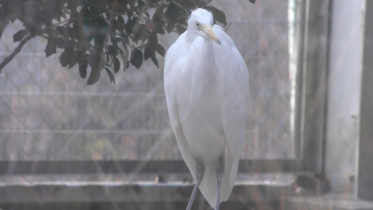 チュウサギ