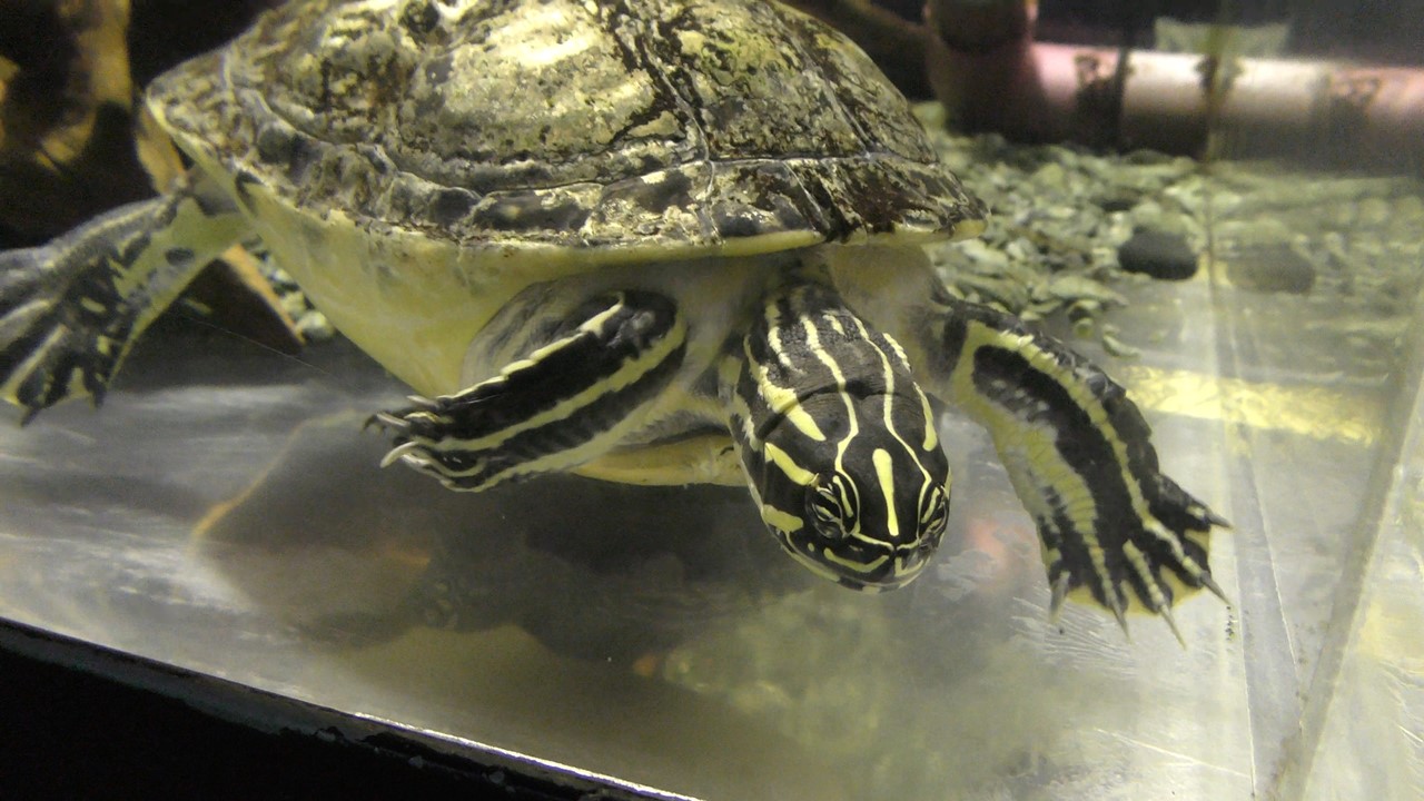 フロリダアカハラガメ