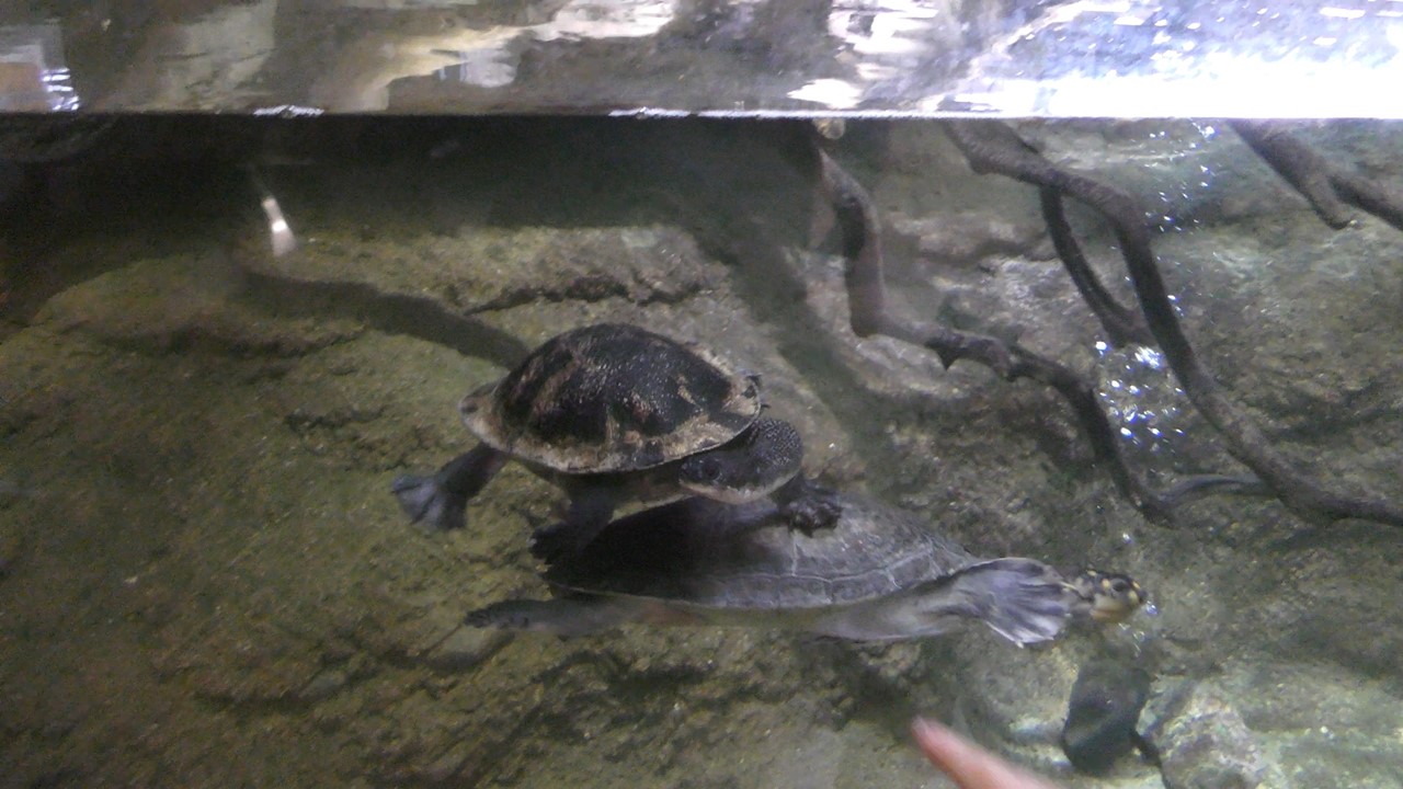 Reptilia