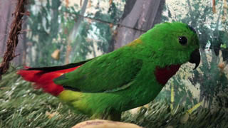 Blue-crowned hanging parrot