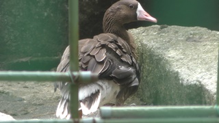 Greater white-fronted goose