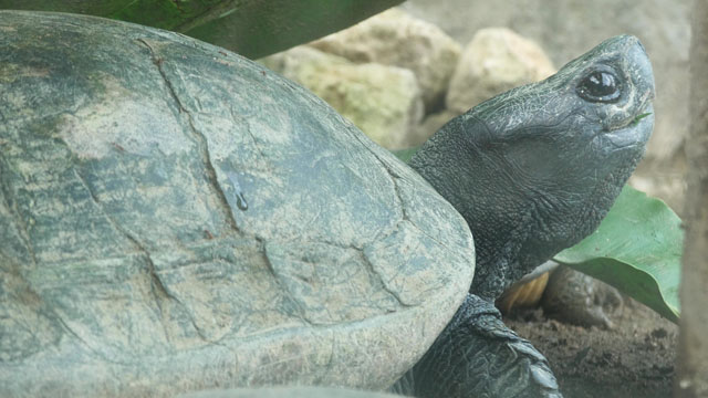 オオヤマガメ