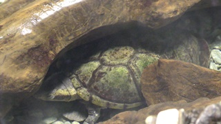 Kinosternidae