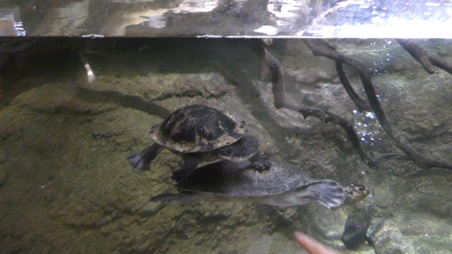 New guinea snake-necked turtle