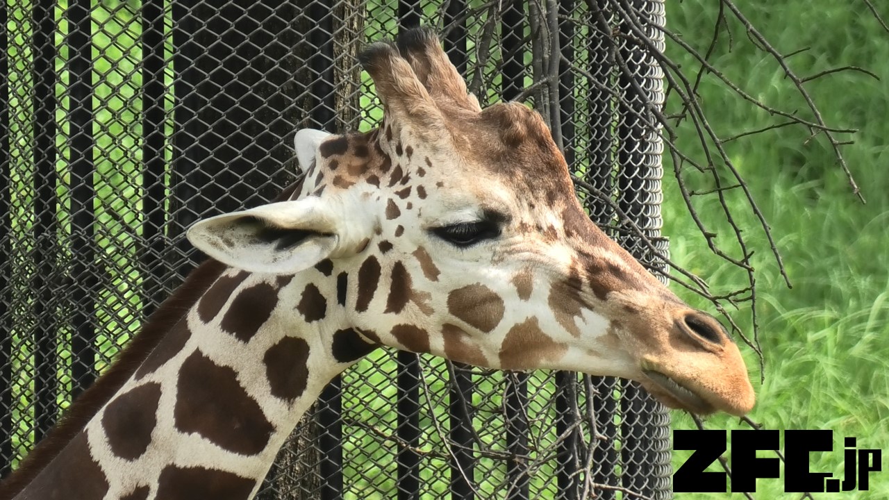 動物園は必要なのか という議論についての議論