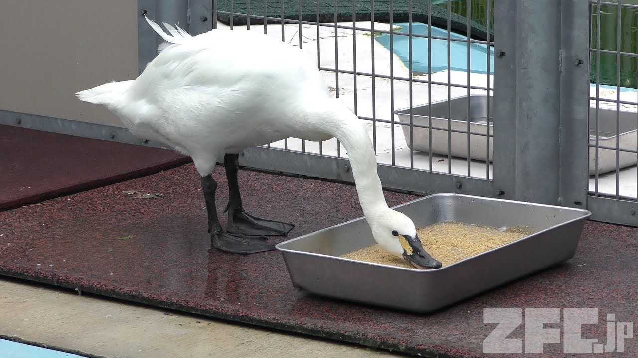 コハクチョウ 動物図鑑 ZFC.jp