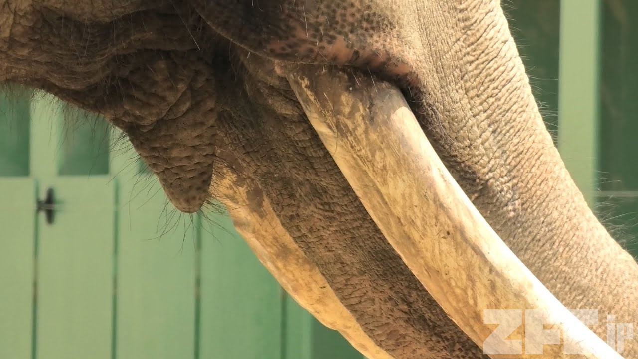 アジアゾウ の『ズゼ』と『マック』 (神戸市立 王子動物園) 2020年8月4日 | ZFC.jp