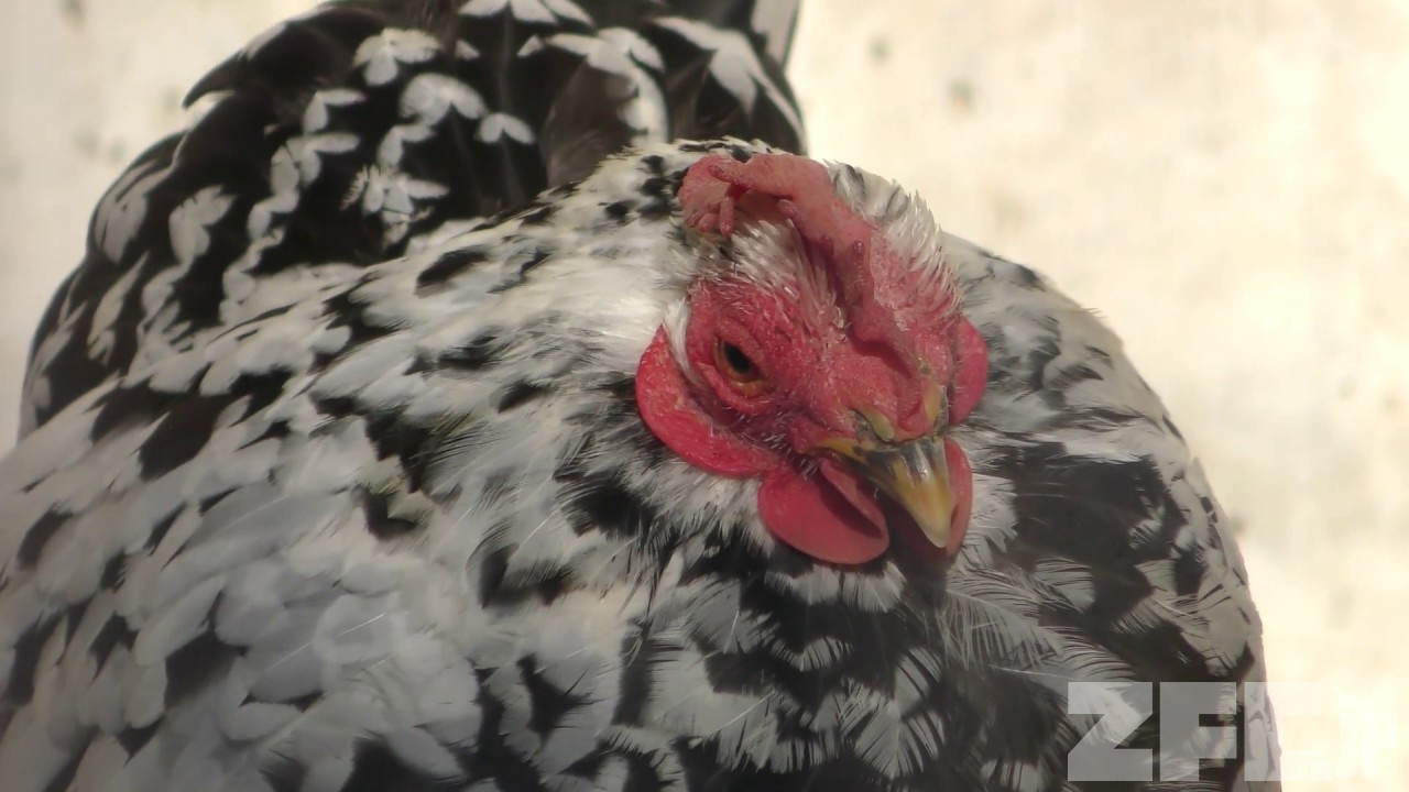 チャボ | 動物図鑑 | ZFC.jp
