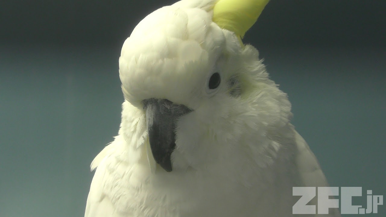 ユズバタン：鳥の種類のプロフィール