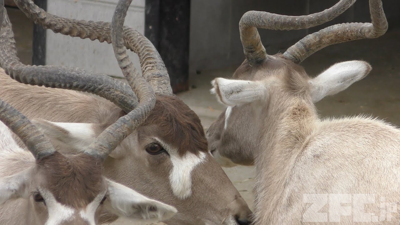 アダックス 動物図鑑 ZFC.jp