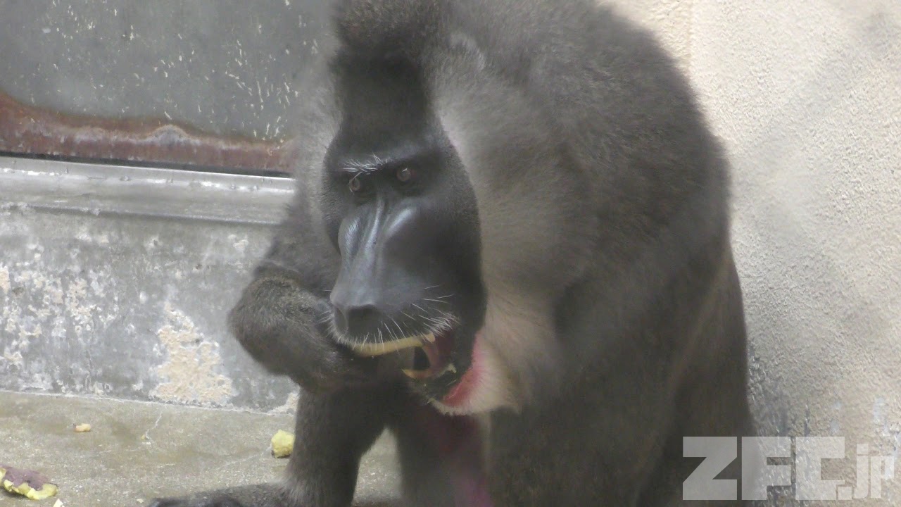 犬用ベナドリル