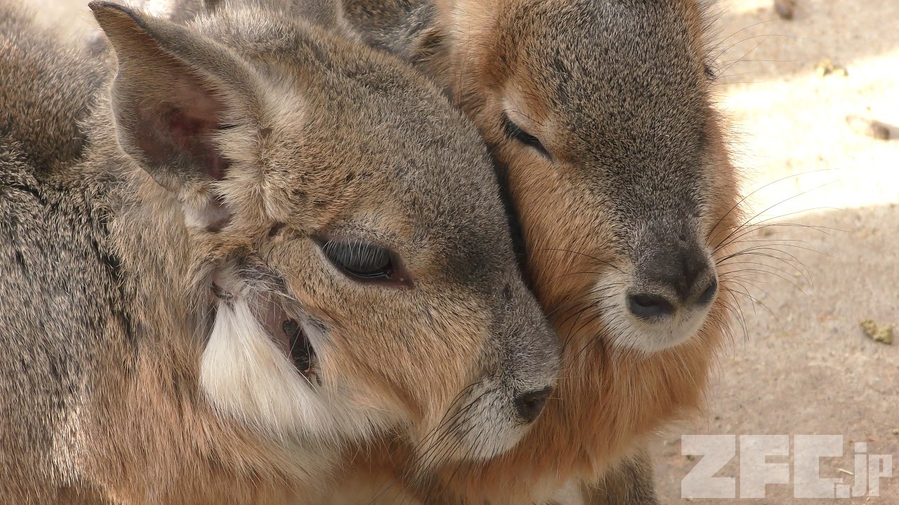 マーラ 動物図鑑 ZFC.jp