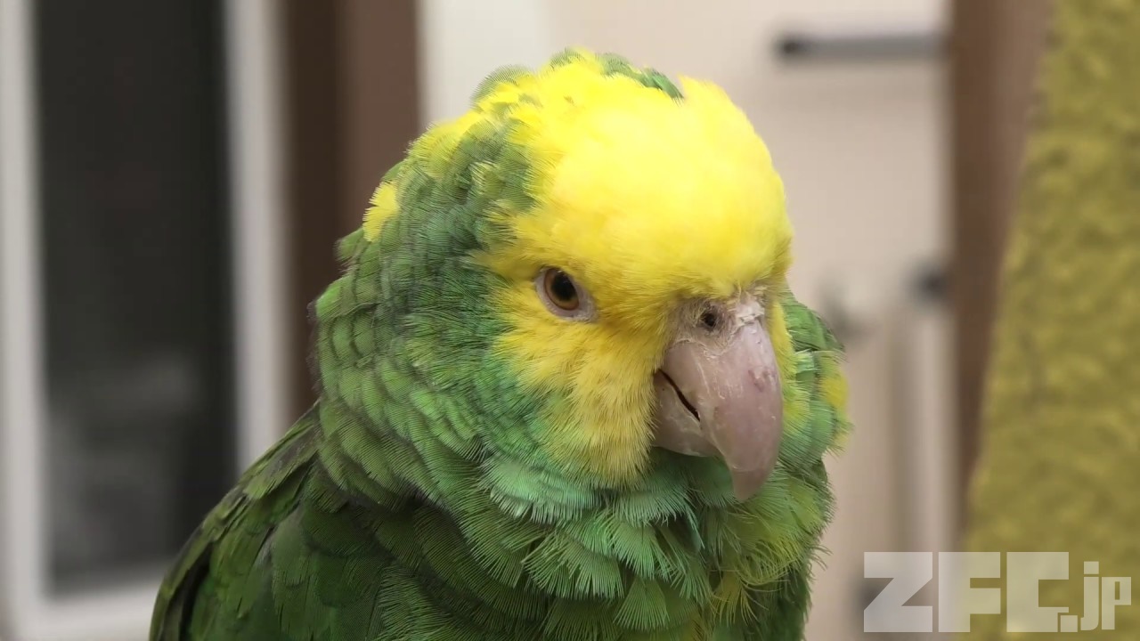 オオキボウシインコ 動物図鑑 ZFC.jp