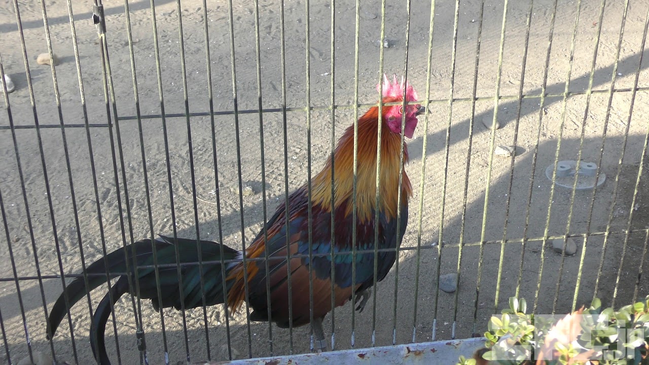 セキショクヤケイ | 動物図鑑 | ZFC.jp