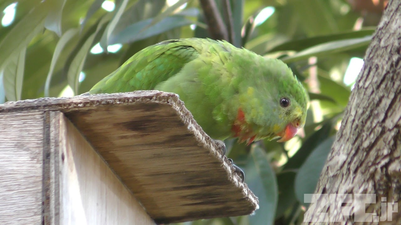 クロズキインコ (Nanday Conure): 鳥の種のプロフィール