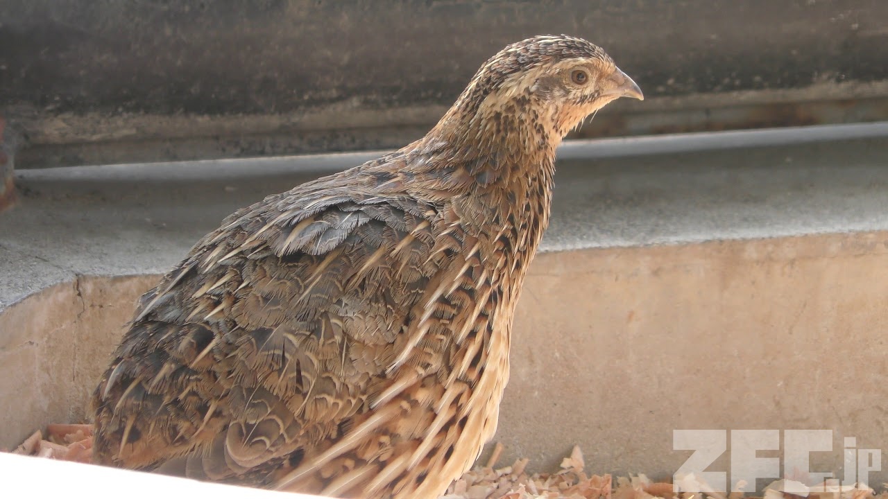 ウズラ | 動物図鑑 | ZFC.jp