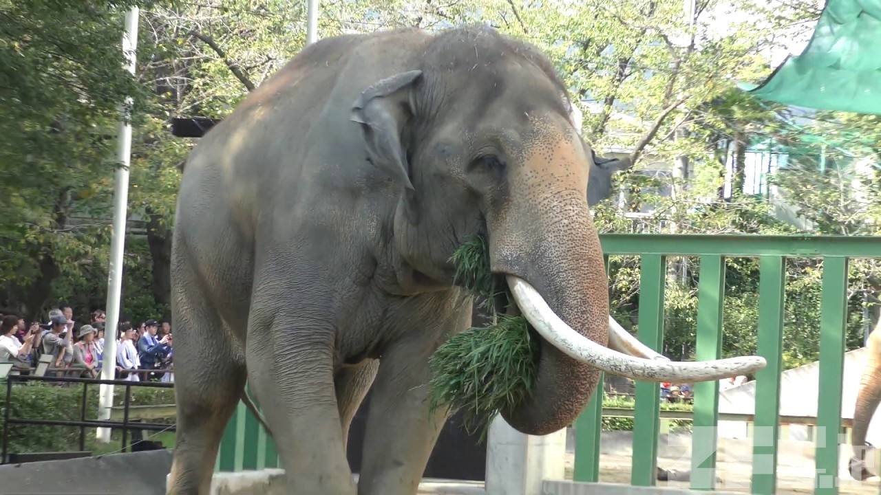 アジアゾウ の『マック』と『みどり』 (王子動物園) 2018年9月16日 | ZFC.jp