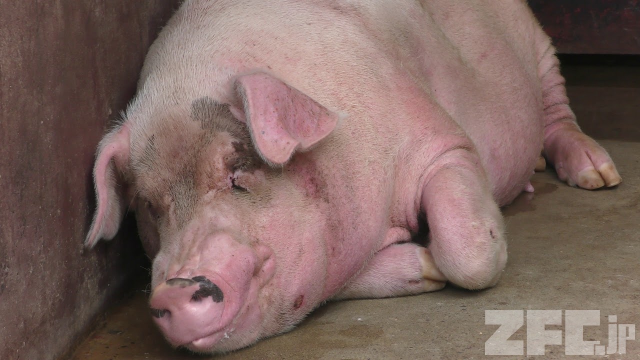 ヨークシャー 動物図鑑 ZFC.jp