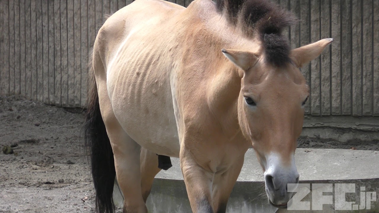 馬に関する 20 の興味深い事実