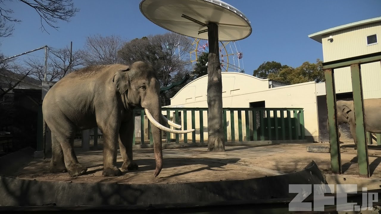 アジアゾウ の『ズゼ』と『マック』 (神戸市立 王子動物園) 2021年3月23日 | ZFC.jp