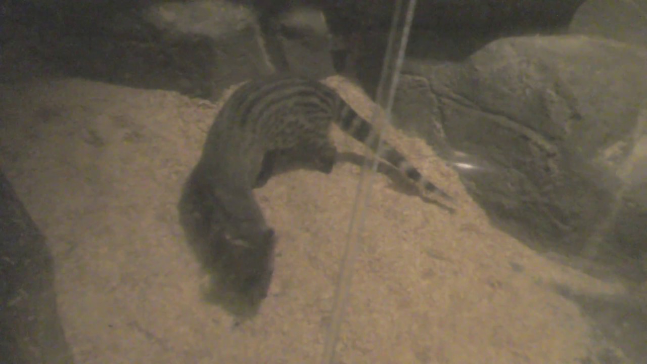 コジャコウネコ