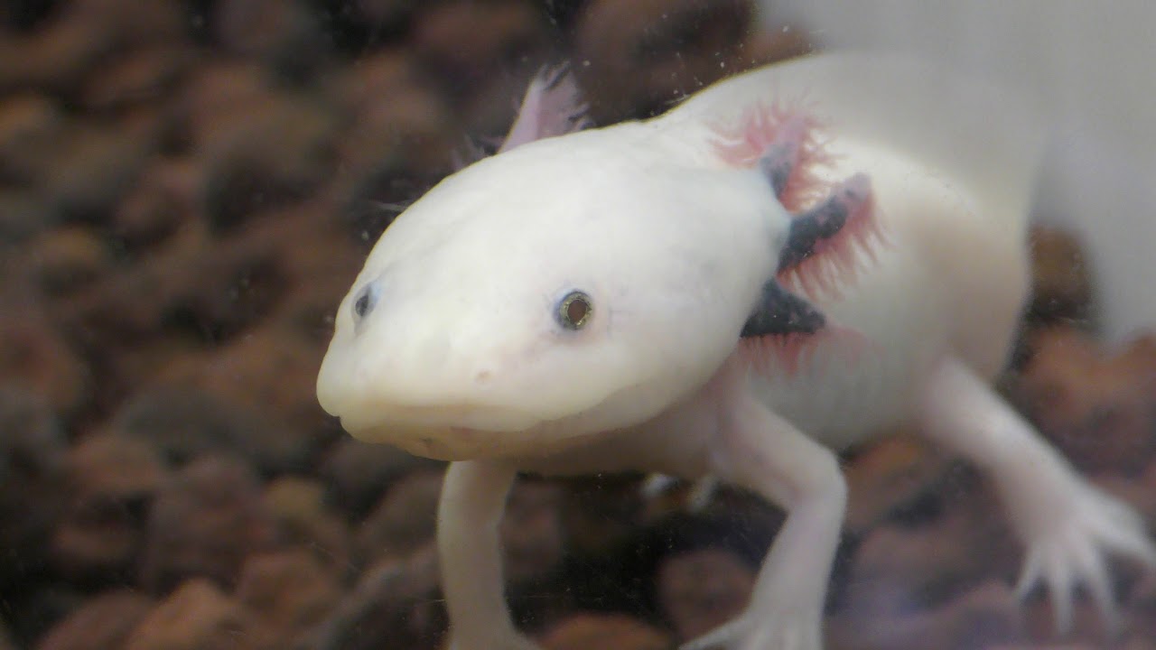 メキシコトラフサンショウウオ