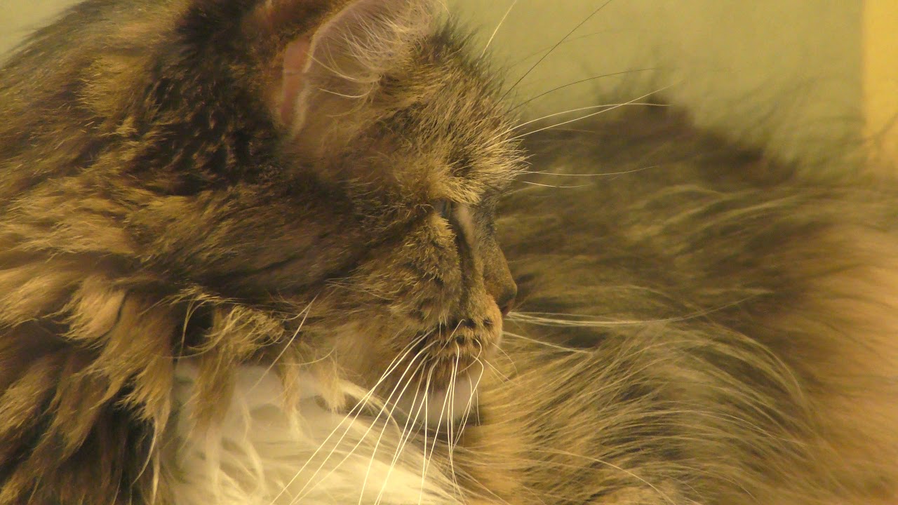 Maine coon