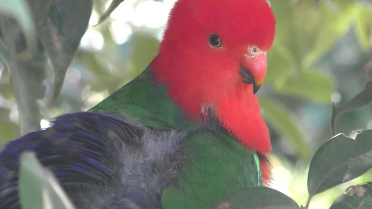 キンショウジョウインコ