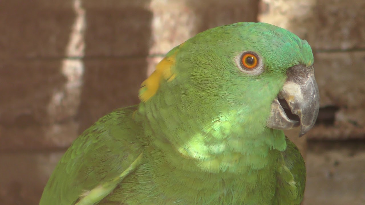 キボウシインコ