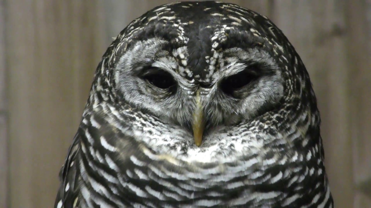 アカアシモリフクロウ