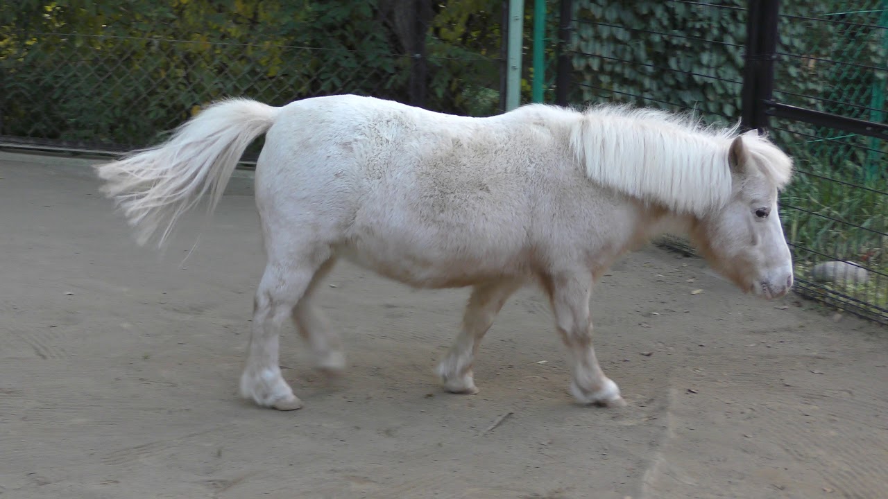 Miniature horse