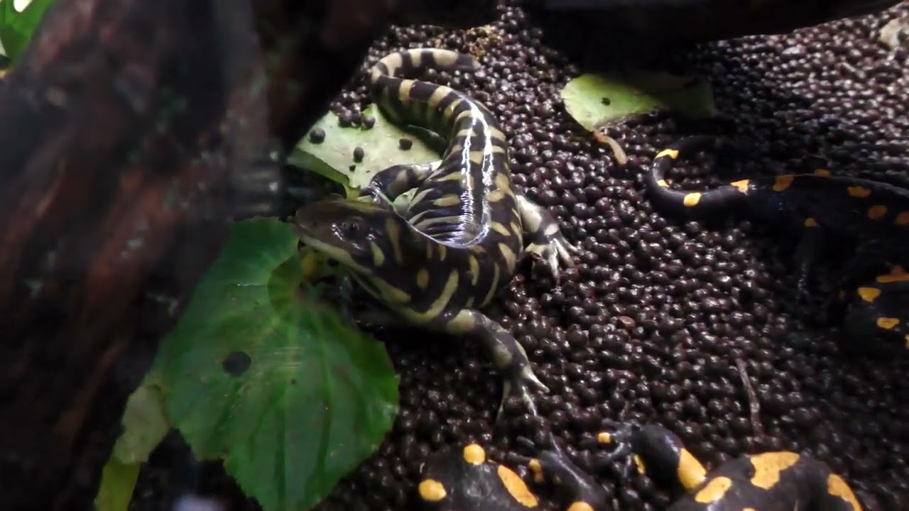 Eastern Tiger Salamander