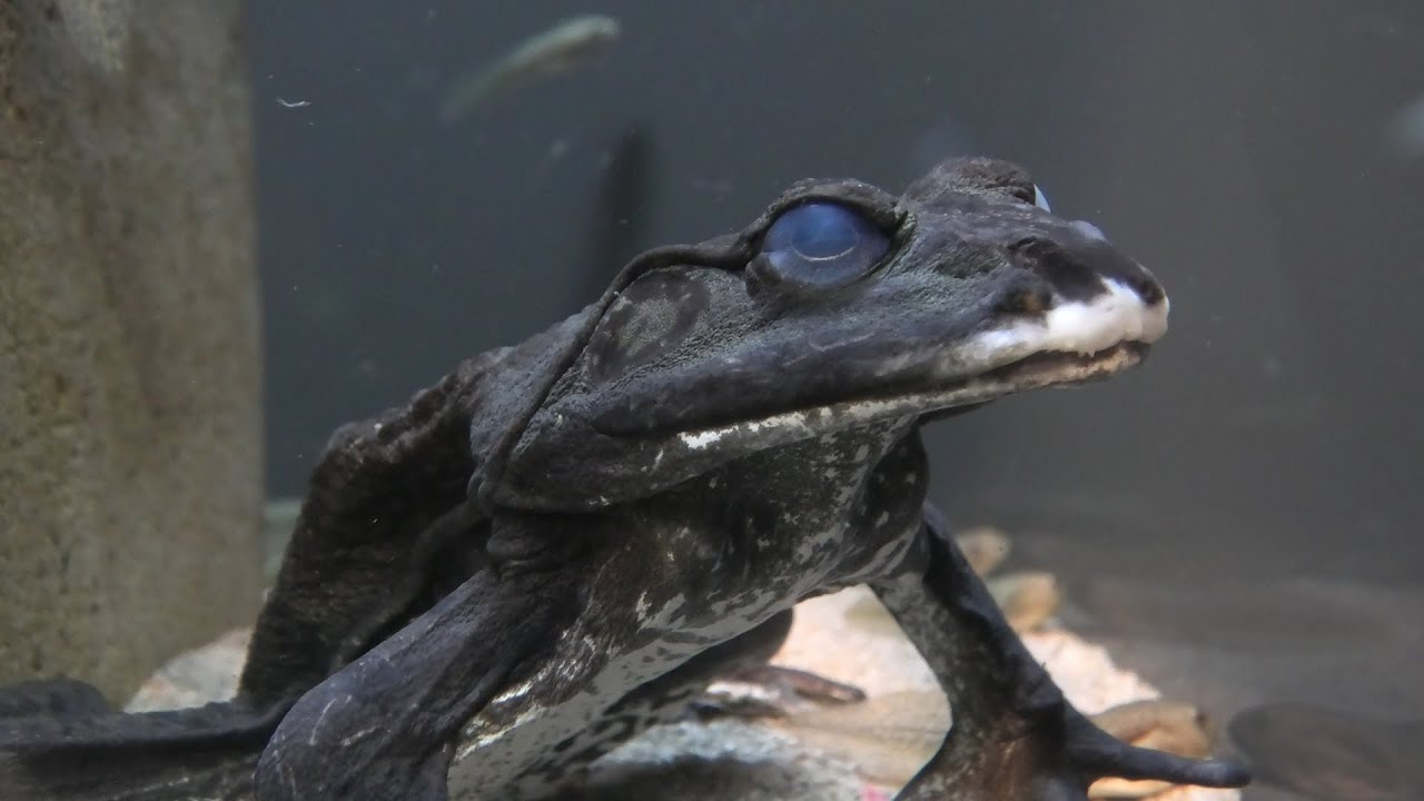 ウシガエル
