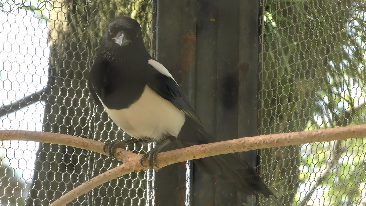 カササギ