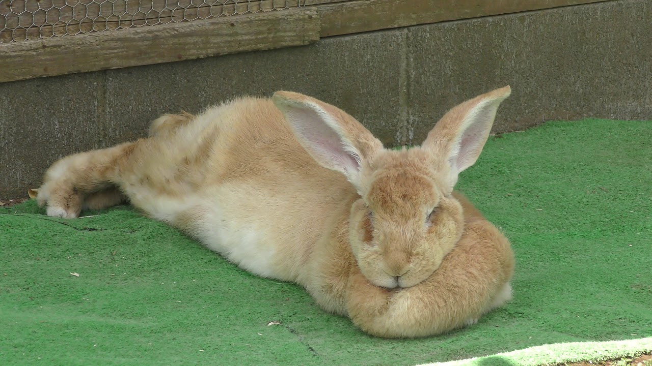 Flemish giant rabbit
