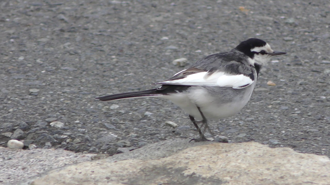 Japanese pied wagtail