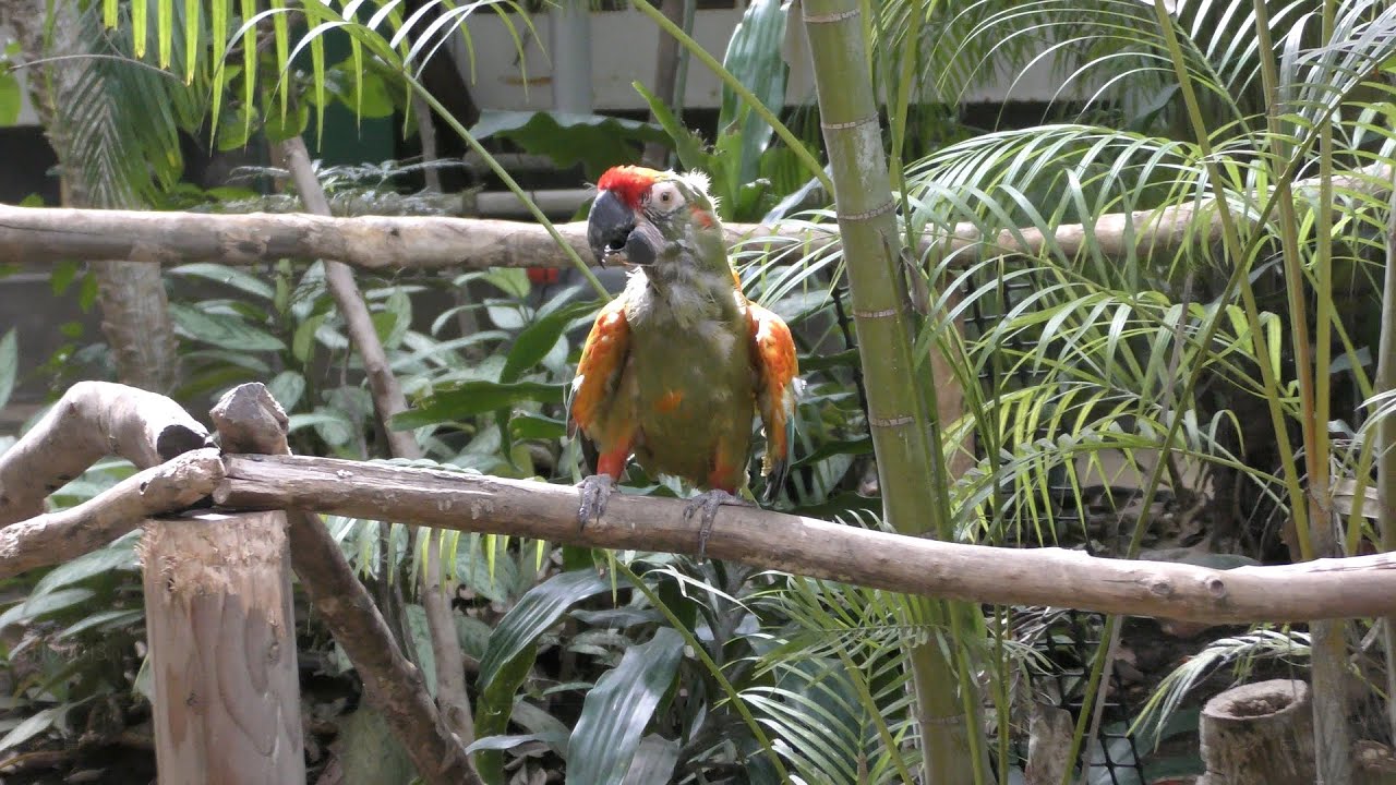 アカミミコンゴウインコ