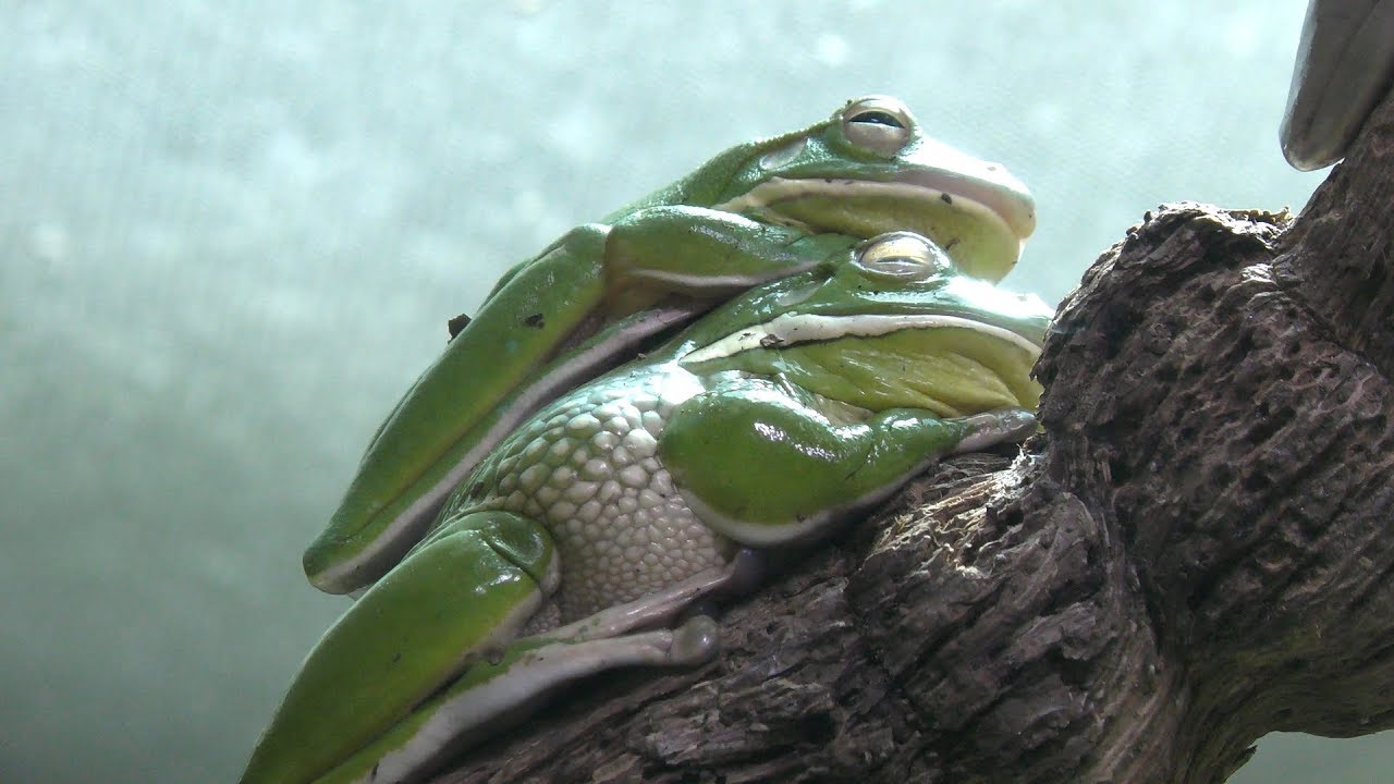 クツワアメガエル