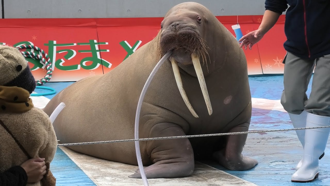 Walrus