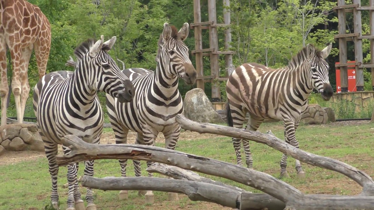 Grant's zebra