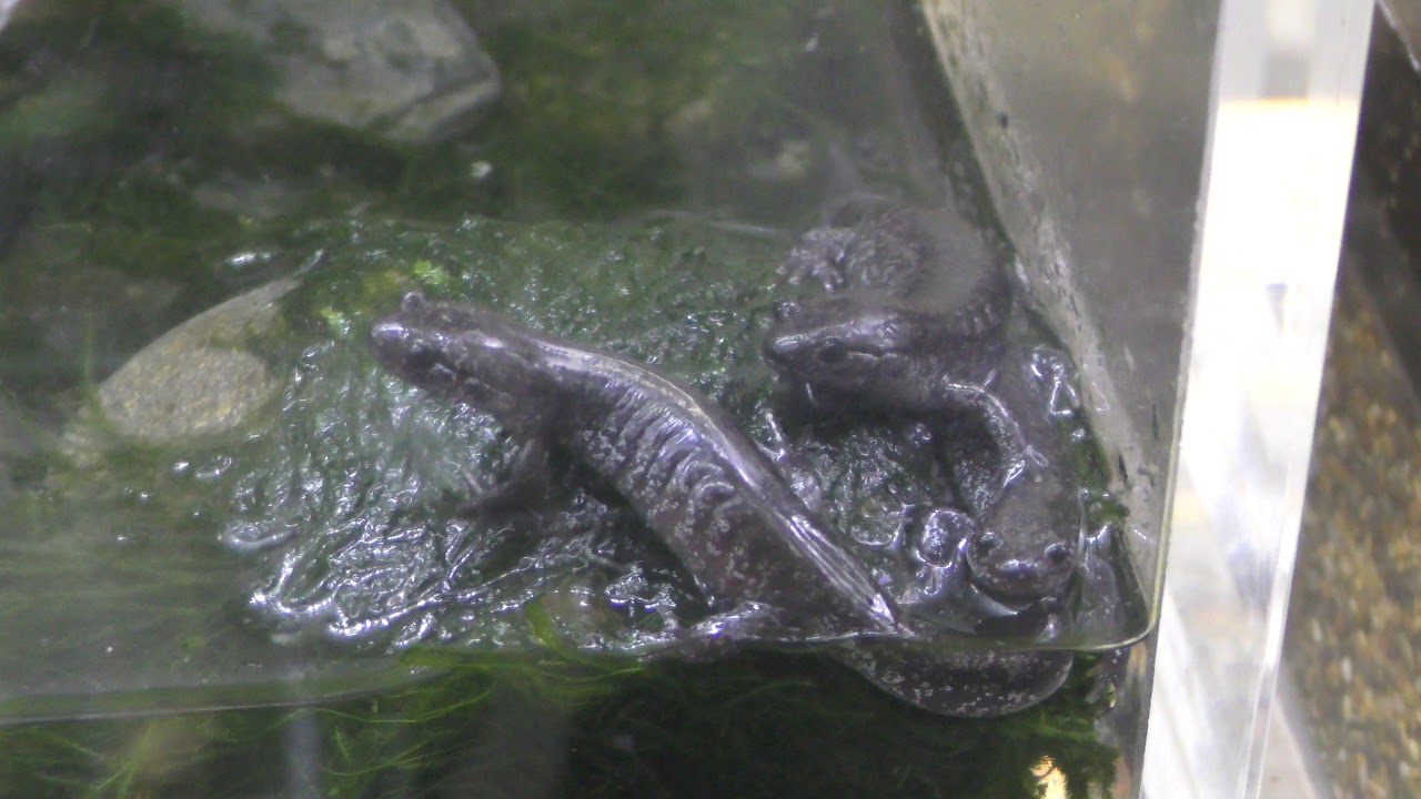 トウホクサンショウウオ