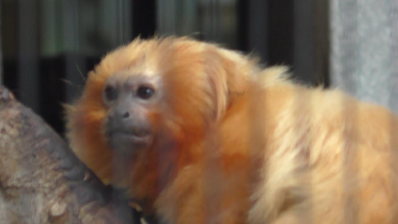 ゴールデンライオンタマリン