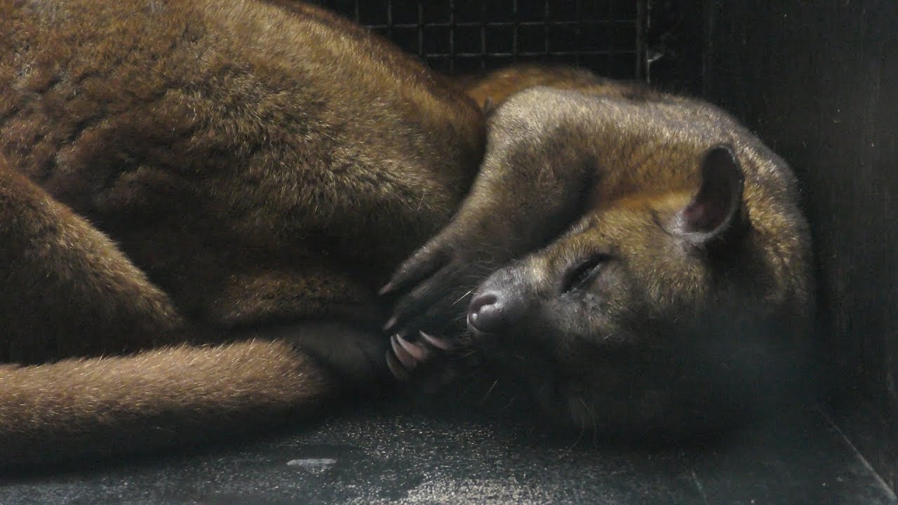 キンカジュー