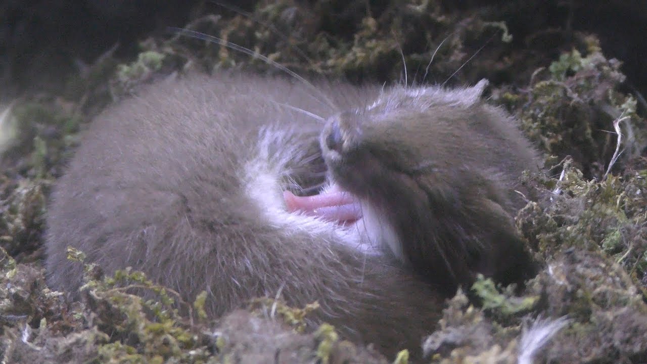 イイズナ