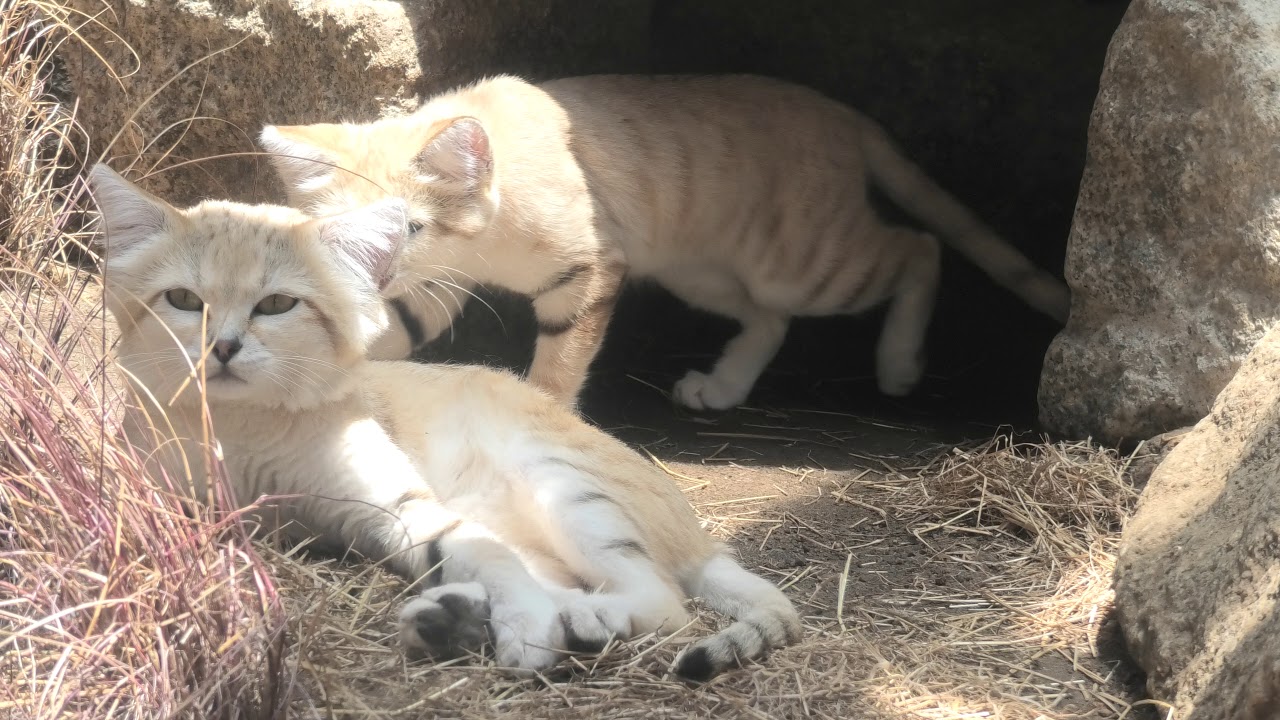 Sand cat